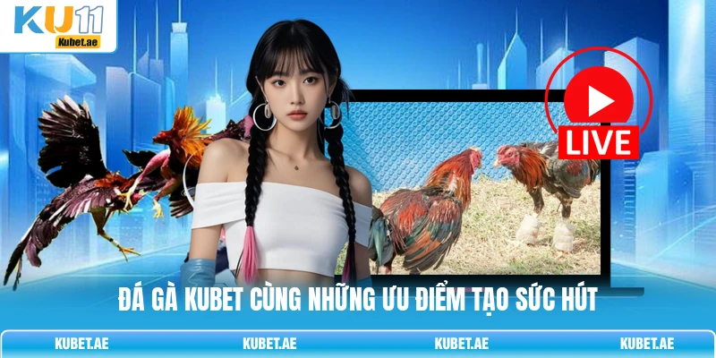 Đá gà KUBET cùng những ưu điểm tạo sức hút Đá gà KUBET cùng những ưu điểm tạo sức hút