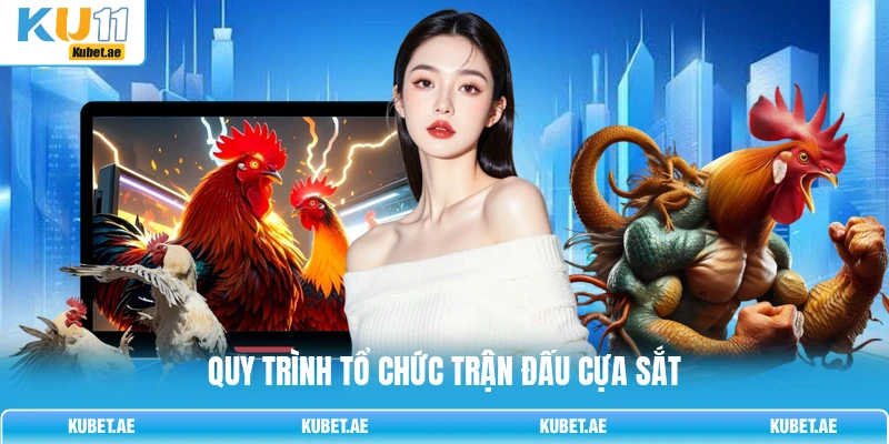 Quy trình tổ chức trận đấu cựa sắt